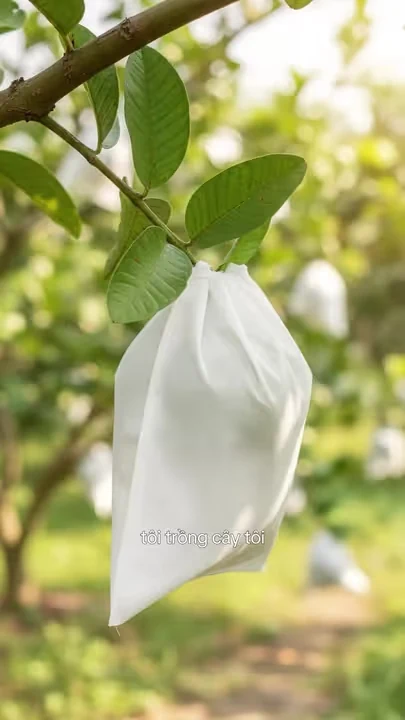 Bọc ổi tại vườn bằng túi vải không dệt dây rút