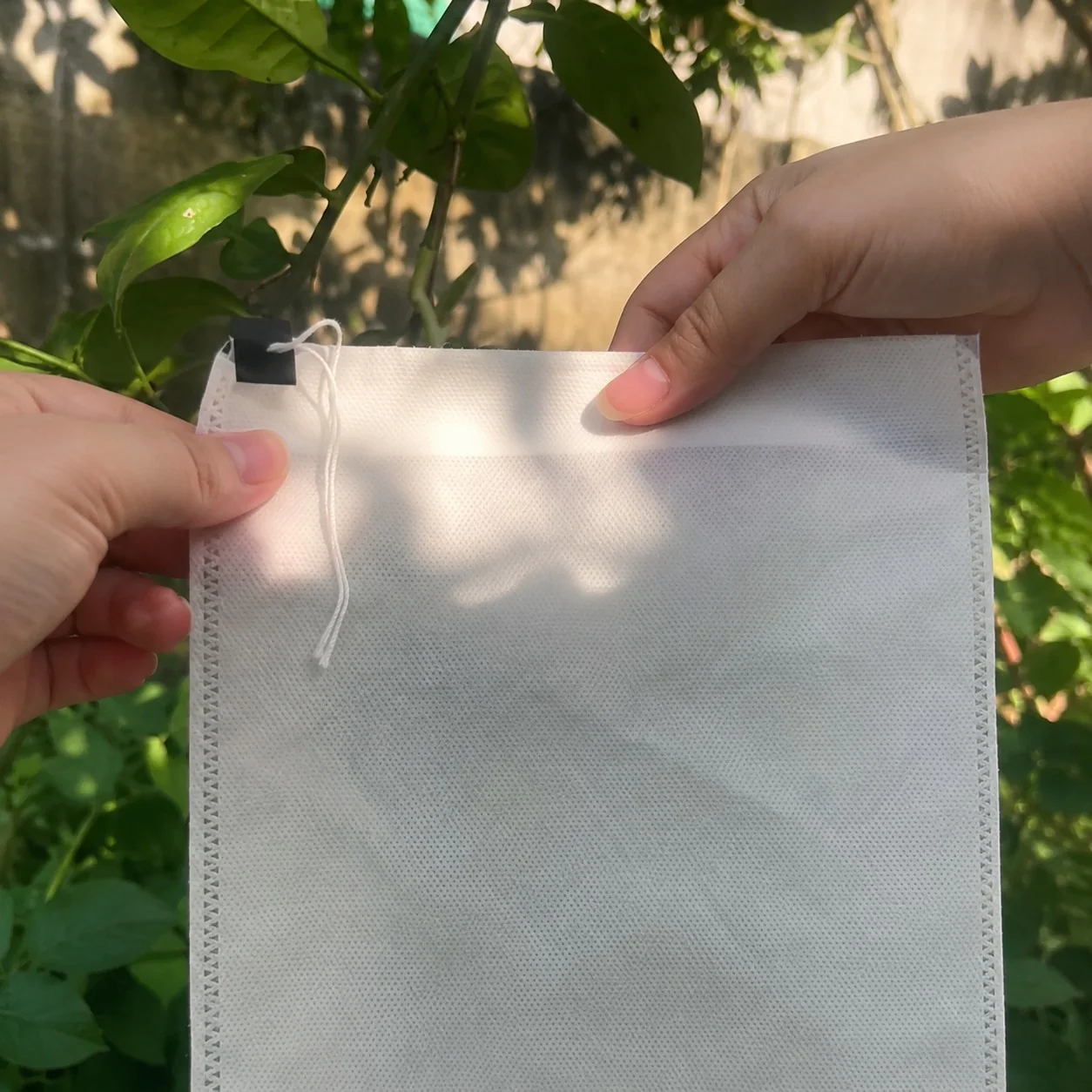 Cách bọc xoài bằng túi vải không dệt